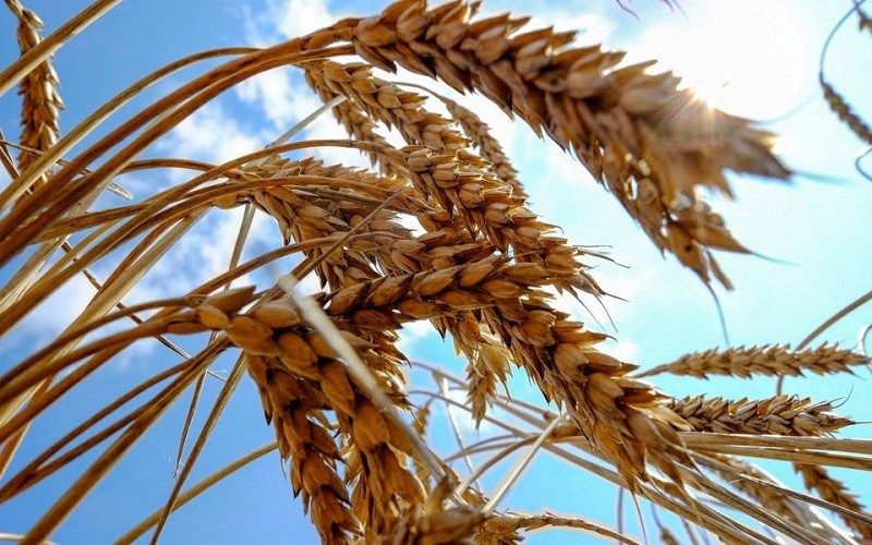 Khủng hoảng Ukraine kéo theo nguy cơ mất an ninh lương thực