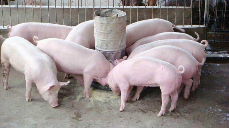 Giá thịt heo hôm nay 19/7: Giá bán tăng 2.000 - 5.000 đồng/kg tại Công ty Thực phẩm bán lẻ