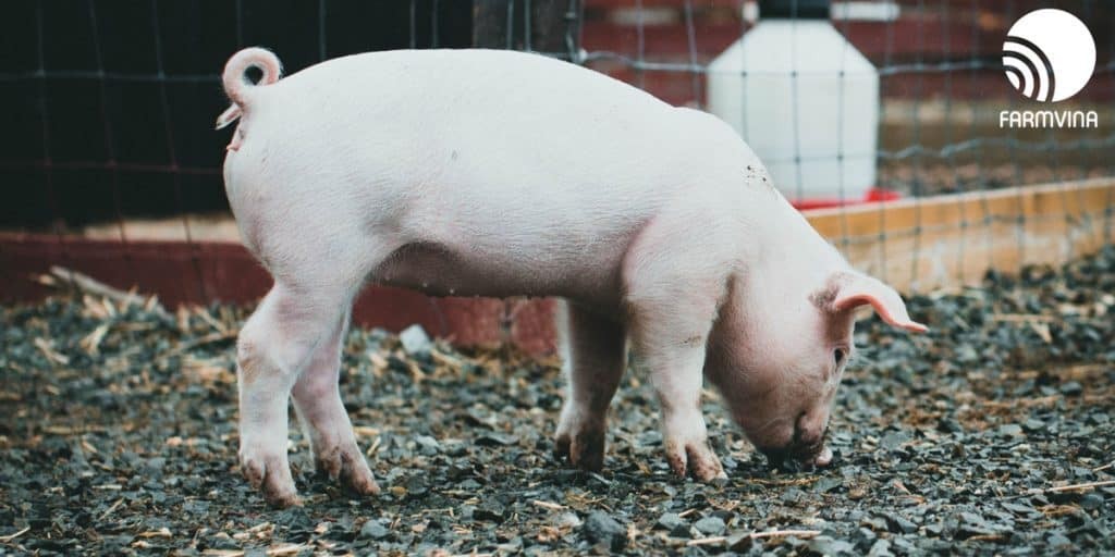 HAG có tìm lại được ánh hào quang?