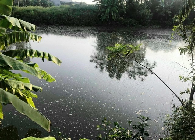 Điêu đứng vì trại lợn gây ô nhiễm