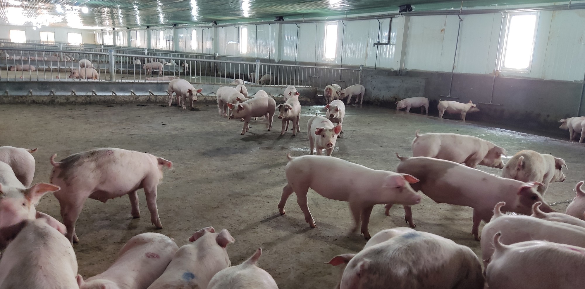 Giá heo hơi hôm nay 22/8: Tăng nhẹ ở khu vực miền Nam