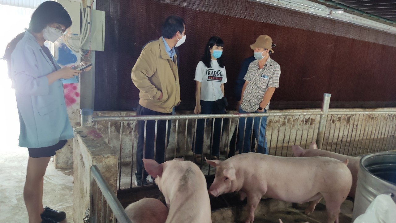 Giá heo hơi hôm nay 3/9: Đồng loạt ổn định sau ngày lễ Quốc Khánh