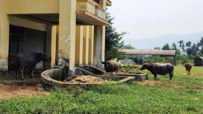Huế: Dự án hơn 4.000 tỷ hoang lạnh, nhà điều hành thành chuồng trâu