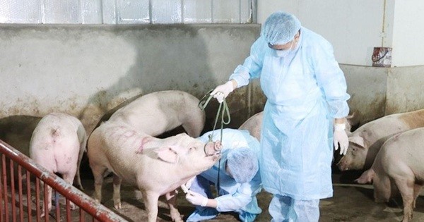 Việt Nam là quốc gia đầu tiên trên thế giới sản xuất thành công vaccine dịch tả lợn châu Phi