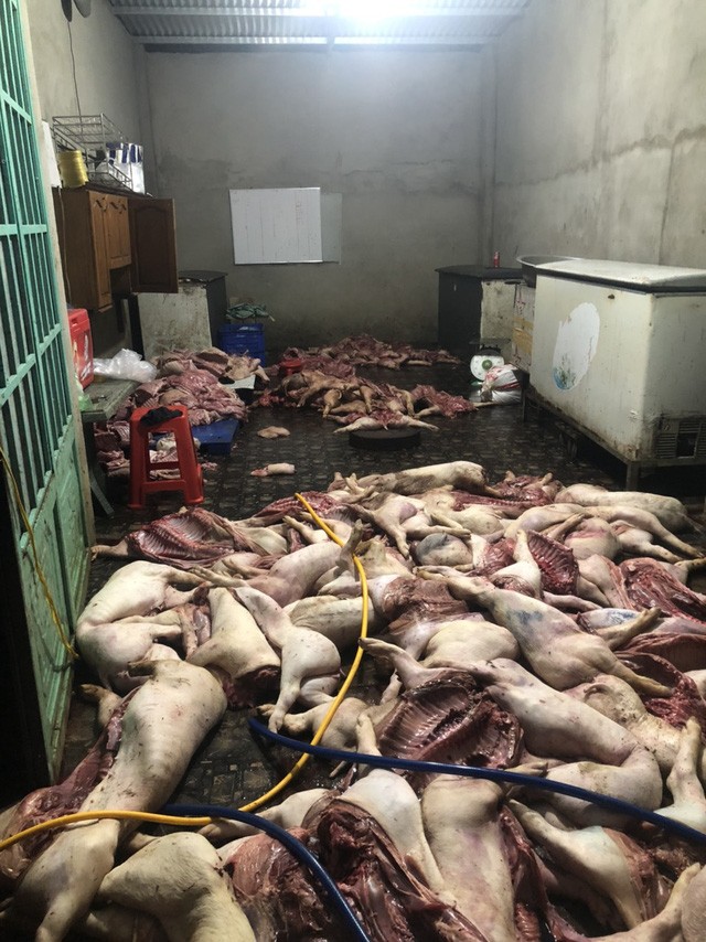 Bắt quả tang cơ sở hoạt động 'chui' đang 'chế' lợn bệnh, lợn chết