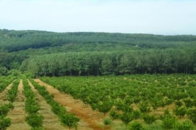 Sai phạm trong cấp 'sổ đỏ' tại xã Ninh Lộc: Đề nghị xử lý cá nhân, tổ chức có liên quan