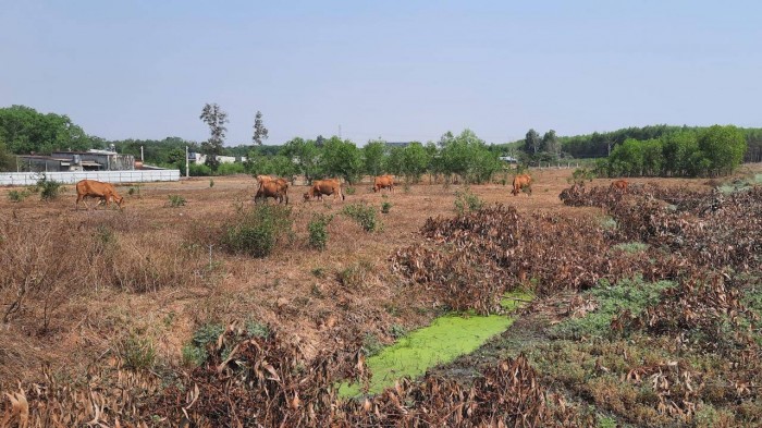 Thông tin bất ngờ vụ Thời Đại Land bị tố lừa đảo tại dự án KDC Bàu Cạn