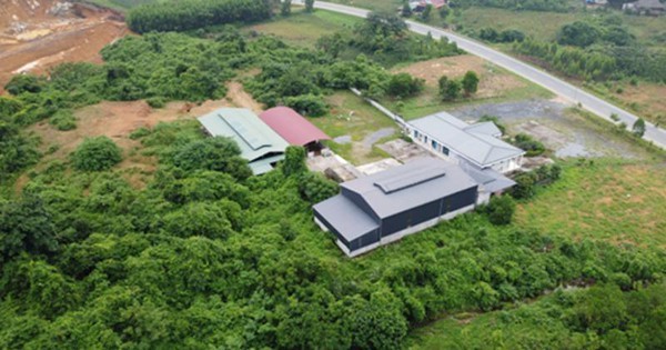 Hàng loạt dự án 'bảo tồn gen và lai tạo' bò Mông tại Bắc Kạn: Có mục đích thực sự nào ẩn khuất phía sau?
