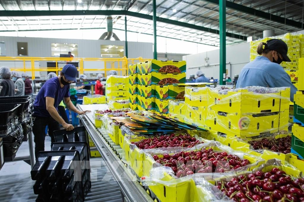 Australia: Cuộc khủng hoảng thiếu rau quả tươi khi nào mới kết thúc?