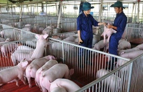 Giá lợn hơi tăng mạnh, vì sao?