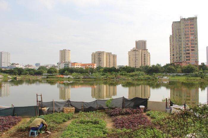 "Đất vàng" khu đô thị nghìn tỷ đồng thành nơi trồng rau, đổ rác