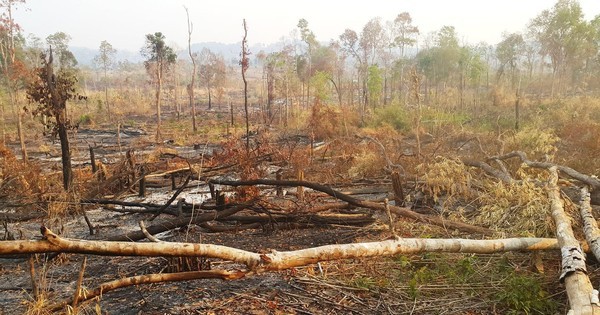 Công ty lâm nghiệp ở Gia Lai để mất 1.700 ha rừng, gây thiệt hại 10 tỷ đồng