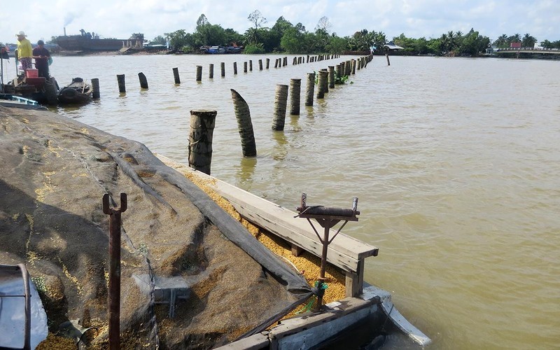 Nhiều diện tích đất bãi bồi ở đồng bằng sông Cửu Long bị lấn chiếm