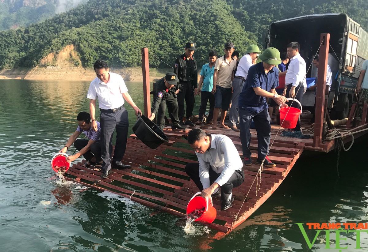 Hơn 120.000 cá giống thả xuống lòng hồ thủy điện Sơn La - Hòa Bình