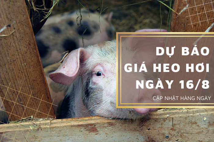 Dự báo giá heo hơi ngày 16/8: Giá thu mua sẽ tăng trở lại vào ngày mai?