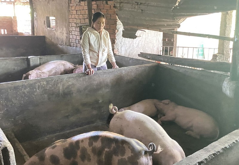 Phú Yên: Heo đổ bệnh, chết hàng loạt sau tiêm vắc xin của NAVETCO