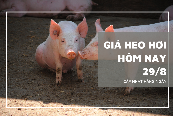 Giá heo hơi hôm nay 29/8: Nhiều tỉnh thành tiếp tục có giá đi ngang