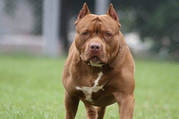 Sau nhiều vụ chó pitbull cắn chết người: Chó dữ nhưng chưa có quy cụ thể