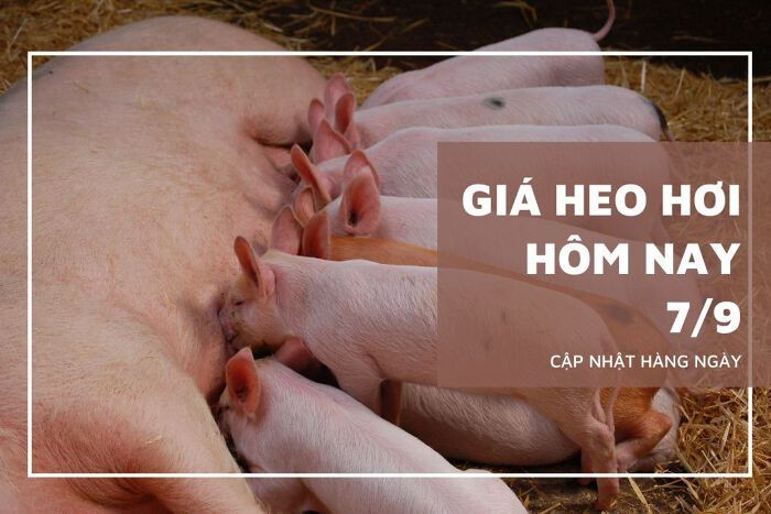 Giá heo hơi hôm nay 7/9: Biến động trái chiều cao nhất 2.000 đồng/kg