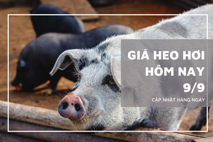 Giá heo hơi hôm nay 9/9: Tăng từ 1.000 đồng/kg đến 2.000 đồng/kg