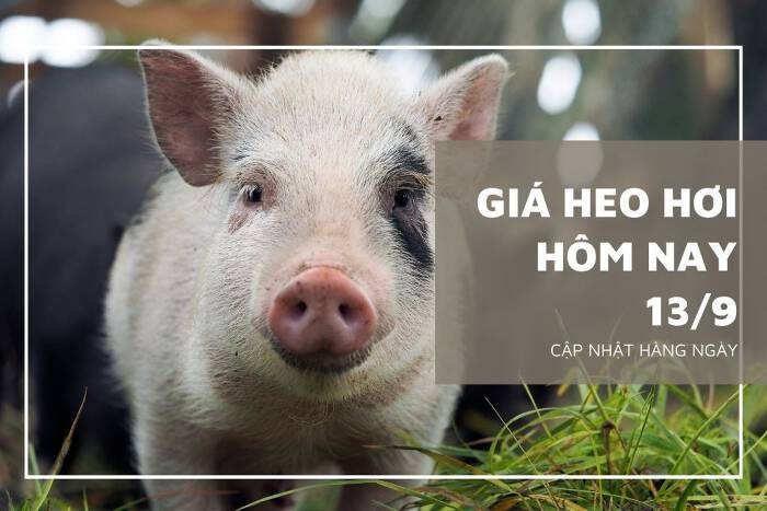 Giá heo hơi hôm nay 13/9: Giảm từ 1.000 đồng/kg đến 2.000 đồng/kg