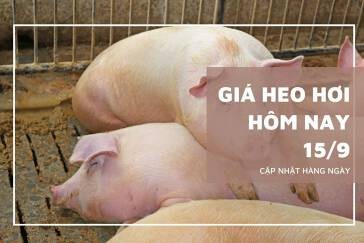 Giá heo hơi hôm nay 15/9: Tăng giảm 2.000 đồng/kg ở hai miền Bắc và Nam