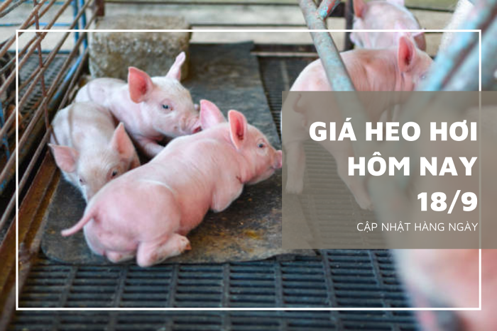 Giá heo hơi hôm nay 18/9: Xu hướng giảm sẽ còn tiếp diễn trong tuần tới?