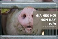 Giá heo hơi hôm nay 19/9: Giảm rải rác trong ngày đầu tuần