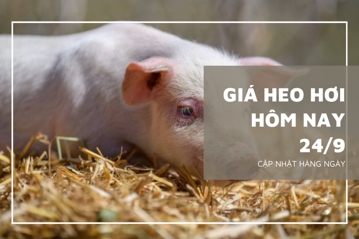 Giá heo hơi hôm nay 24/9: Chững lại ở nhiều nơi, chỉ có một vài địa phương giảm 1.000 đồng/kg