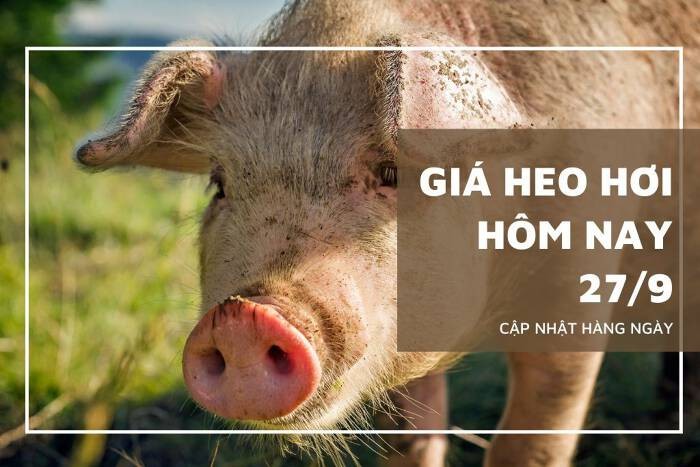 Giá heo hơi hôm nay 27/9: Giảm rải rác 1.000 đồng/kg tại các tỉnh thành miền Trung, Tây Nguyên