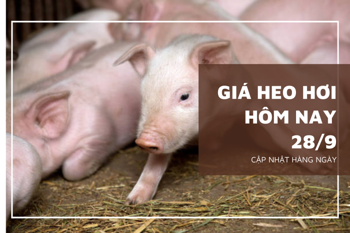 Giá heo hơi hôm nay 28/9: Tiếp đà giảm rải rác ở ba miền