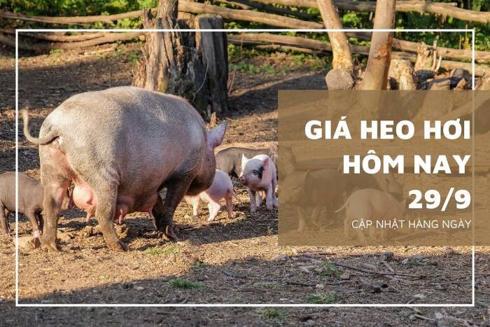 Giá heo hơi hôm nay 29/9: Giảm từ 1.000 đồng/kg đến 4.000 đồng/kg
