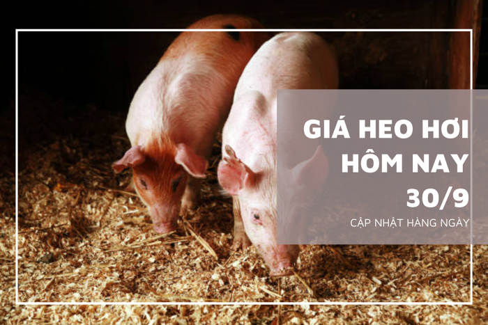 Giá heo hơi hôm nay 30/9: Tiếp tục giảm từ 1.000 đồng/kg đến 3.000 đồng/kg