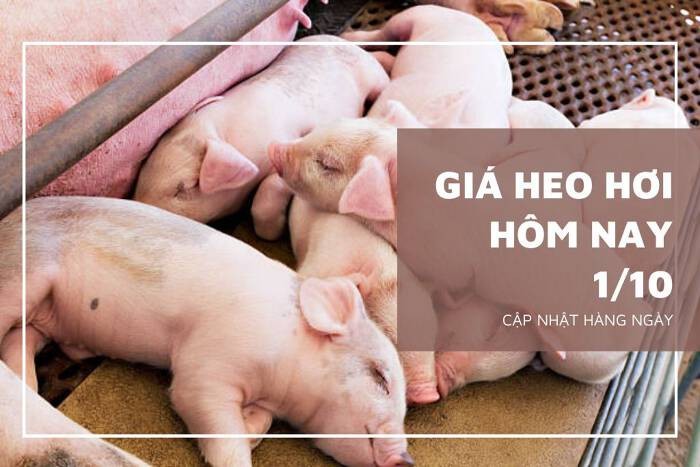 Giá heo hơi hôm nay 1/10: Tăng giảm từ 1.000 đồng/kg đến 3.000 đồng/kg