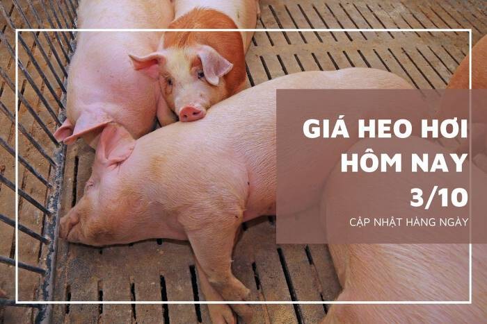 Giá heo hơi hôm nay 3/10: Tăng rải rác trong ngày đầu tuần
