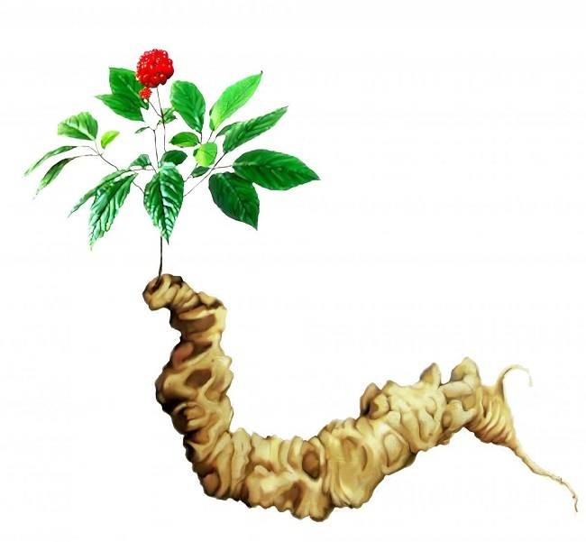 Lạm dụng thương hiệu "Quốc bảo" sâm Ngọc Linh