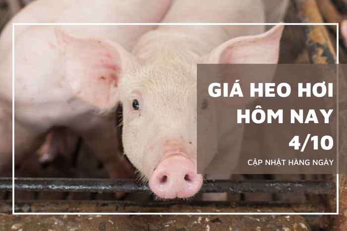 Giá heo hơi hôm nay 4/10: Thị trường trên đà khôi phục, tăng nhiều nhất là 3.000 đồng/kg