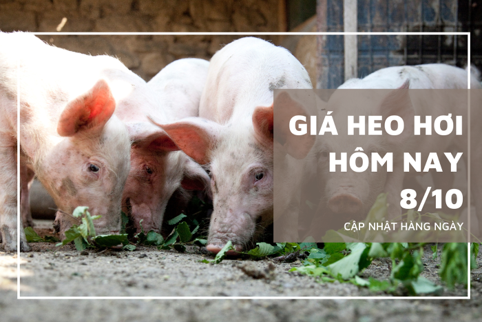 Giá heo hơi hôm nay 8/10: Tăng, giảm không đồng nhất trên ba miền