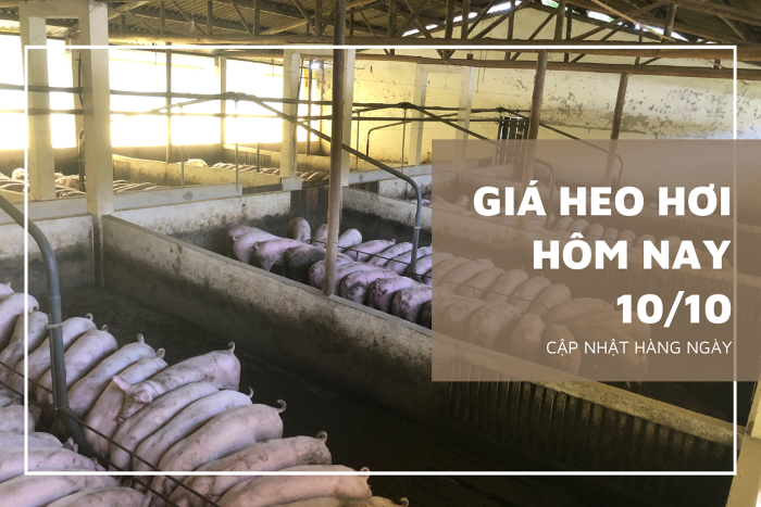 Giá heo hơi hôm nay 10/10: Đồng loạt đi ngang trong ngày đầu tuần