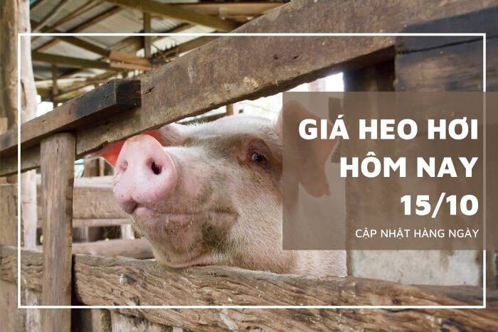 Giá heo hơi hôm nay 15/10: Điều chỉnh trái chiều ở miền Nam, mức giảm cao nhất 5.000 đồng/kg