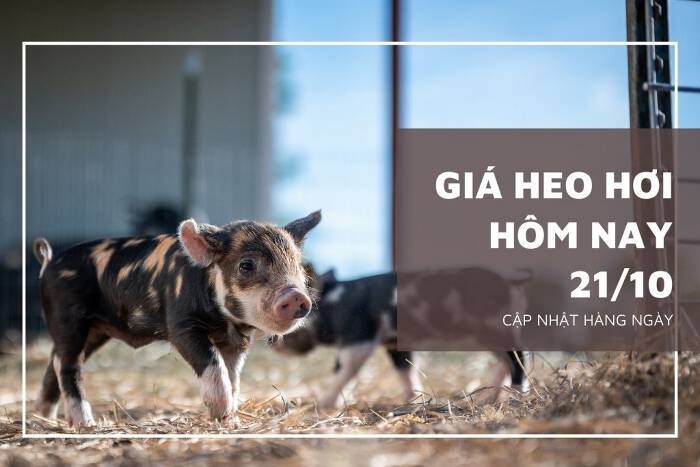 Giá heo hơi hôm nay 21/10: Tăng giảm không đồng nhất, mức giảm cao nhất 3.000 đồng/kg