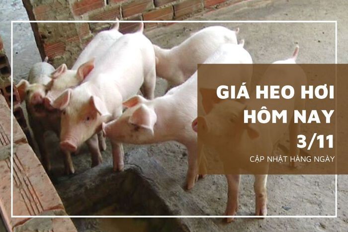 Giá heo hơi hôm nay 3/11: Giảm từ 1.000 đồng/kg đến 2.000 đồng/kg