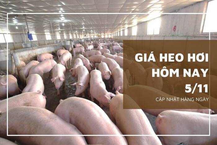 Giá heo hơi hôm nay 5/11: Tiếp đà giảm từ 1.000 đồng/kg đến 3.000 đồng/kg