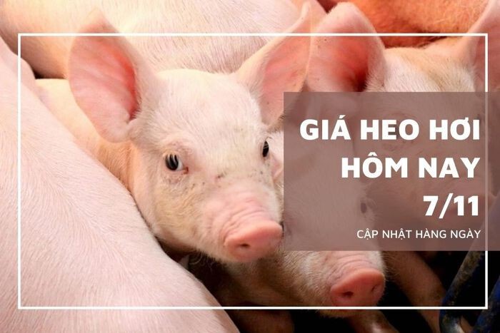 Giá heo hơi hôm nay 7/11: Đi ngang tại một loạt tỉnh, thành