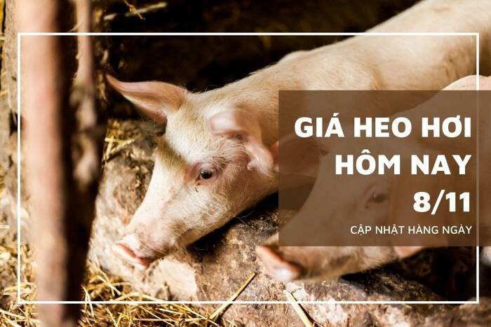 Giá heo hơi hôm nay 8/11: Tăng giảm trái chiều ở cả ba miền