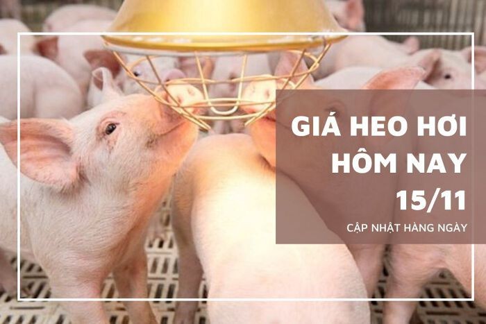Giá heo hơi hôm nay 15/11: Giảm rải rác, mức giao dịch cao nhất 58.000 đồng/kg
