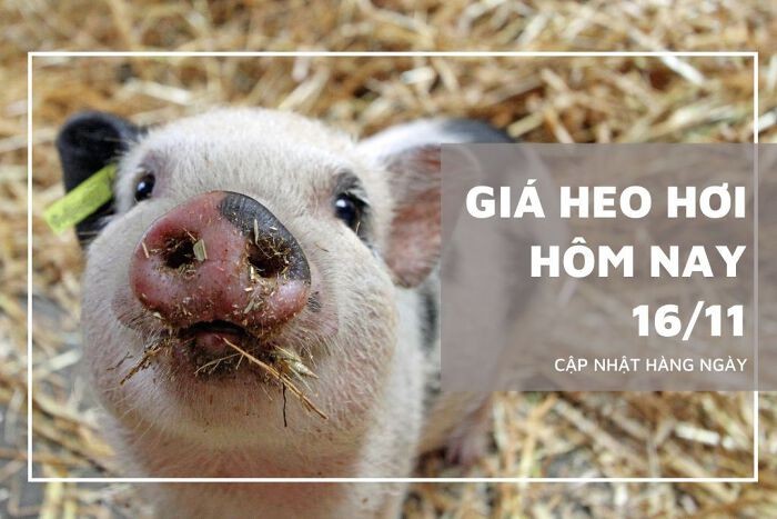 Giá heo hơi hôm nay 16/11: Ghi nhận giảm cao nhất 3.000 đồng/kg