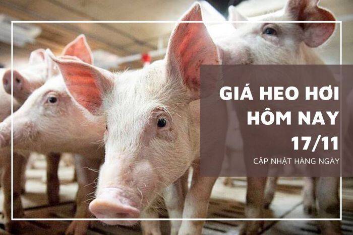 Giá heo hơi hôm nay 17/11: Biến động trái chiều, mức giảm không quá 3.000 đồng/kg