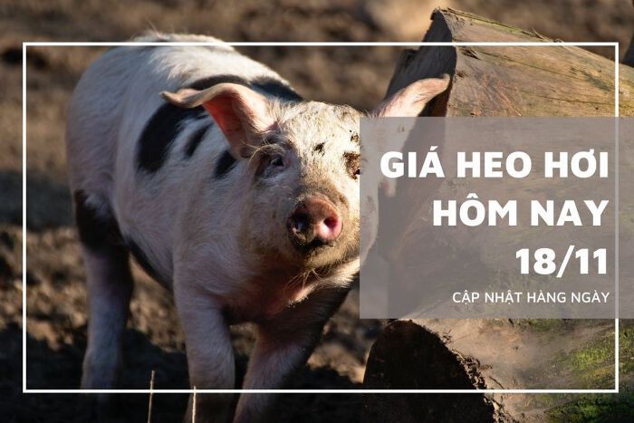Giá heo hơi hôm nay 18/11: Giảm thêm từ 1.000 đồng/kg đến 3.000 đồng/kg