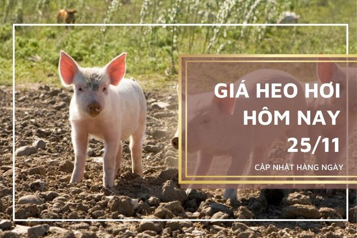 Giá heo hơi hôm nay 25/11: Không ghi nhận nhiều biến đổi, cao nhất 56.000 đồng/kg